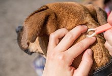 Zeckenentfernung beim Hund - Foto: Robert G&uuml;nther