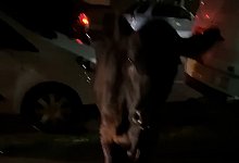 Entlaufene Kuh - Kai Bennetts/PA Media/dpa