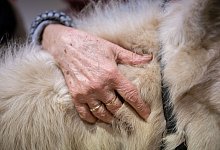 Ponys im Altenheim - Sebastian Gollnow/dpa