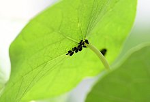 Blattl&auml;use - Foto: Andrea Warnecke