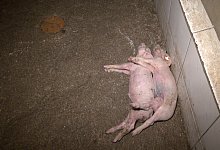 Von Peta aufgedeckt - Peta Deutschland e.V.