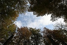 Studie: Deutschland k&ouml;nnte deutlich wilder werden - Swen Pf&ouml;rtner/dpa