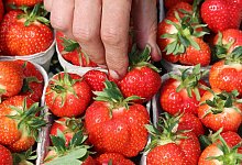 Umfrage zu Früchten und Beeren - Bernd Wüstneck/dpa