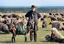 Schafz&uuml;chtervereinigung NRW ist 100 Jahre alt - H&ouml;velhof