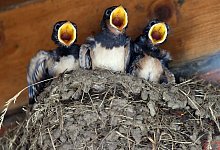 Schwalbenk&uuml;ken im Nest sperren Schn&auml;bel auf - Rainer Jensen/dpa/dpa-tmn