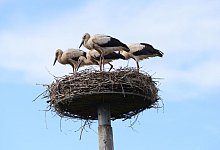 Storch Findus - Hans Skov/Storkene.dk/dpa