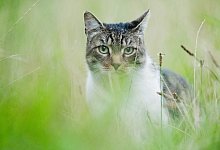 Zugelaufene Katze - Foto: Julian Stratenschulte/dpa