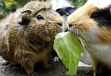 Meerschweinchen - Foto: Andrea Warnecke/dpa-tmn