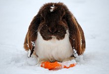 Kaninchen im Schnee - Foto: Jennifer Jahns/dpa-tmn