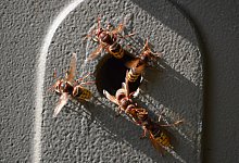 Umsiedlung Hornissennest - Willi Hennebr&uuml;der