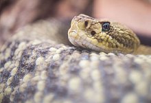 Neben mindestens einer Klapperschlange hielt eine 35-J&auml;hrige aus Niedersachsen in ihrer Wohnung weitere gef&auml;hrliche Gift- und W&uuml;rgeschlangen. (Symbolbild) - picture alliance / Lino Mirgeler/dpa