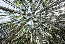 Waldzustand in Deutschland - Silas Stein/dpa