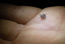 Buntzecke (Dermacentor reticulatus) krabbelt über eine Hand - Marijan Murat/dpa/dpa-tmn
