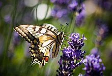 Schwalbenschwanz sitzt auf einer Lavendelblüte - Patrick Pleul/dpa/dpa-tmn
