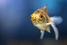 Ein Schleierschwanz in einem Aquarium - Markus Scholz/dpa-tmn