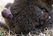 Nachwuchs bei den Bambuslemuren im K&ouml;lner Zoo - Marcel Vogelf&auml;nger/K&ouml;lner Zoo/dpa