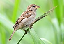 Forscher warnen vor Vogelsterben - Foto: Nicolas Armer
