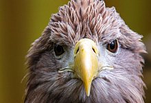 Europ&auml;ischer Seeadler - Jens B&uuml;ttner/dpa