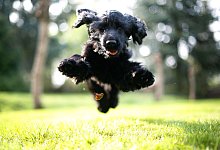 Ein Cockerspaniel springt durch einen Garten - Ina Fassbender/dpa/dpa-tmn