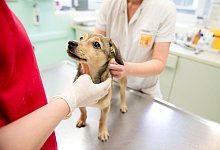 Hund wird beim Tierarzt untersucht - Inga Kjer/dpa-tmn