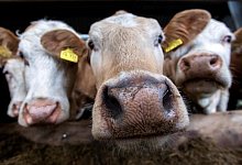 Bio-Fleisch - Foto: Jens B&uuml;ttner/dpa-Zentralbild/dpa