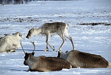 Rentiere in Sibirien - Foto: Viktor Mamontow/WWF/dpa