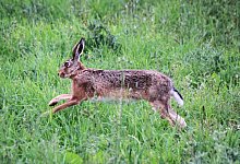 feldhase1 - David Schellenberg