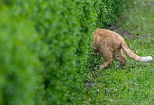 Katze im Garten - Foto: Patrick Pleul/dpa