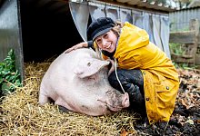Schwein Rosalie lebt saugl&uuml;cklich in Ostfriesland - Foto: Hauke-Christian Dittrich/dpa