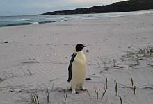 Kaiserpinguin strandet in Australien - Uncredited/DBCA/dpa