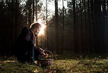 Pilzesammeln - Klaus-Dietmar Gabbert/dpa-tmn