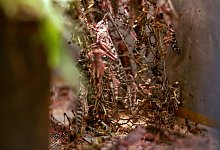 Brot mit Heuschrecken&ouml;l - Foto: Armstrong Too kikambala Road/dpa
