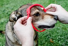 Hund mit Parasitenhalsband - Foto: Markus Scholz/dpa-tmn