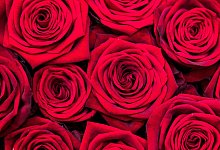 Am liebsten Rosen - FOTO: DPA