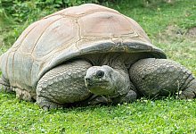 Schildkr&ouml;te Schurli - Foto: Daniel Zupanc/TIERGARTEN SCH&Ouml;NBRUNN/dpa