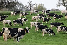 Weideaustrieb in der Milchwirtschaft - Oliver Berg/dpa