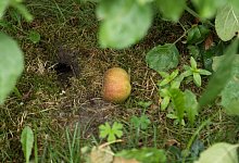 M&auml;useloch im Garten - Foto: Christin Klose/dpa-tmn