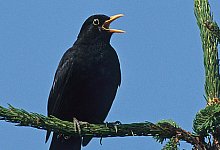 Nabu registriert vermehrt tote Tiere - NABU Lippe/Frank Hecker