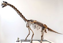 Langhals-Dinosaurier «Europasaurus» - picture alliance / dpa