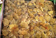 Froschschenkel - Foto: -/Pro Wildlife/dpa