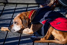 Ein Hund liegt in der Wintersonne an der Ostsee - Jens Büttner/dpa/dpa-tmn