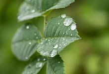 Viele Pflanzen haben von teils nassem Juli profitiert - Silas Stein/dpa