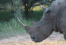 Nashorn im Hlane Royal National Park in Eswatini - Christian Selz/dpa-tmn