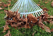 Laub auf dem Rasen - Foto: Nestor Bachmann/dpa-tmn