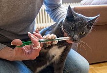 Frau gibt Katze eine Wurmkur - Christin Klose/dpa-tmn/dpa