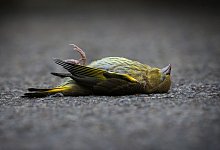 Toter Gr&uuml;nfink - Karl-Josef Hildenbrand/dpa/dpa-tmn