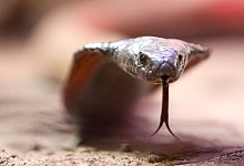 Zahl der Gifttiere in NRW kaum gesunken - Roland Weihrauch/dpa/Archivbild
