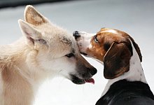 Das Foto zeigt einen geklonten Polarwolf (l) und einen Beagle, der die Leihmutter des Polarwolfs ist. - Wang Jianwei/XinHua/dpa