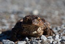 Eine Erdkr&ouml;te &uuml;berquert auf dem weg zum Laichgew&auml;sser einen Wanderweg. Viele Tierarten leiden unter der anhaltenden Trockenheit. - Klaus-Dietmar Gabbert/dpa-Zentralbild/dpa