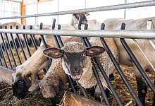 Abschuss von W&ouml;lfin - Caroline Seidel/dpa